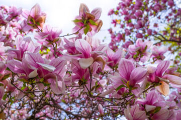 Canvas Print - purple flowers on a magnolia tree in early spring