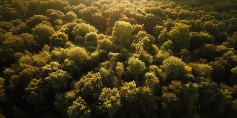 Wall Mural - Beautiful bird's-eye view of the rainforest.Aerial view. Panoramic shot. Generative AI