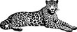 Illustration of leopard in black and white style.