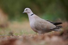 Turtle Dove Perching On Ground