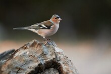 Adorable Chaffinch Sitting On Rough Tree