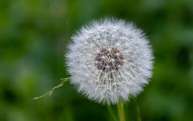 dandelion on green background