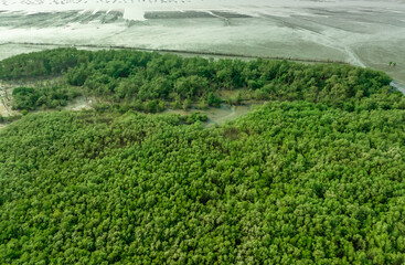 Wall Mural - Green mangrove forest capture carbon dioxide. Net zero emissions. Mangroves capture CO2 from atmosphere. Blue carbon ecosystems. Aerial view mangrove trees and mudflat coastal. Natural carbon sinks.