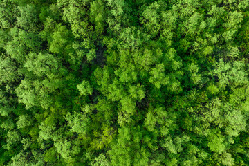 Wall Mural - aerial top view of mangrove forest. drone view of dense green mangrove trees captures co2. green tre
