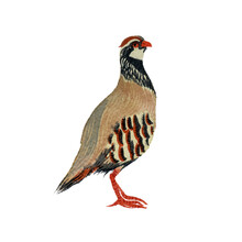 Hand Drawn Watercolor Drawing Of Red-legged Partridge (Alectoris Rufa) On A White Background