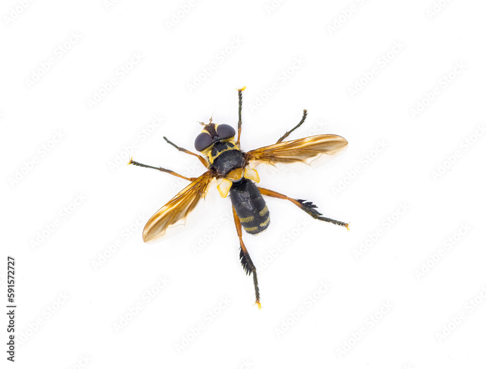 Trichopoda plumipes - a species of bristle fly in the family Tachinidae ...