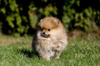 Cute small pomeranian spitz puppy portrait in summer