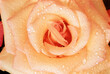 © Designpics - Close-Up of Rose with Water Drops