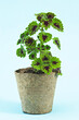 © Designpics - Potted Coleus Plant