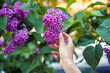 A woman's hand touches a bunch of blooming lilacs syringa vulgaris Sensation