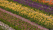 © SNEHIT PHOTO - Rows of colorful Tulip flowers at Windmill island gardens in Holland, Michigan. during springtime.
