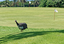 Wild Turkey In A Golf Course, Copy Space