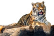 Tiger lying down on wooden deck, isolated portrait