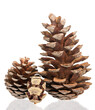 Beautiful fir-cones