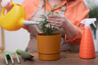 © olga_demina - Home gardening, urban jungle and biophilic design concept, Woman replanting and watering Chamaedorea plant at home.