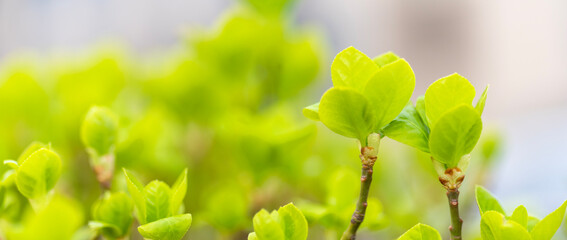 Wall Mural - Euonymus japonica , boxwood hedge	
