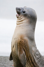 Portrait Of Southern Elephant Seal Pup (Mirounga Leonina) With A Comical Expression While Play Fighting; South Georgia Island, Antarctica