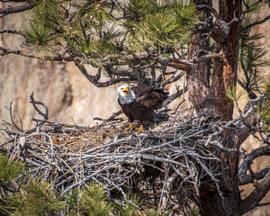 Wall Mural - Eagles Nesting