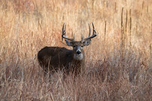 Large White-tailed Deer (Odocoileus Hemionis) Buck In The Rocky Mountain Arsenal Wildlife Refuge Near Denver, Colorado, USA; Colorado, United States Of America