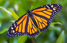 Monarch Butterfly (Danaus Plexippus) Resting On A Plant, Just After Emerging From A Chrysalis; Connecticut, United States Of America