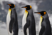 Profile Portrait Of Three King Penguins (Aptenodytes Patagonicus) At Saint Andrews Bay On South Georgia Island; South Georgia Island