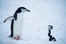 Chinstrap Penguin (Pygoscelis Antarcticus) Investigates A Camera; Half Moon Island, Antarctica