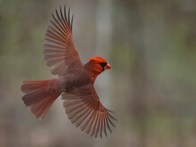 Male Cardinal (Cardinalis Cardinalis) Taking Flight; Rochester, Minnesota, United States Of America