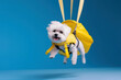 little white dog smiling landing with yellow parachute, Generative AI