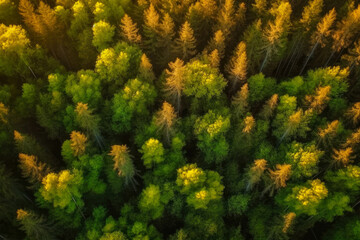 Wall Mural - Aerial view of green and orange forest. Changing foliage. Top view. Generative ai.