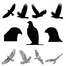 Set Of Silhouettes Of Birds, Falcon Silhouettes, Falcon Doodles, Eagles Silhouettes, 