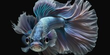 Betta Fish With Goofy Expression On A Dark Backdrop. Generative AI
