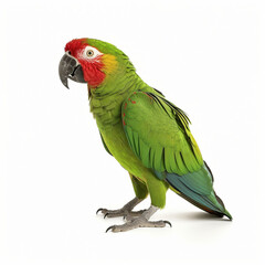 Wall Mural - Close up of a parrot on a white background