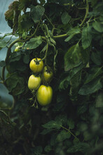 Green Tomatoes Growing On The Vine