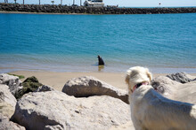 Dog Watching A Seal Sea Lion Pup Wading On The Beach Sand And Ocean Water Barking At The Retriever. 