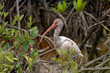 Juvenile white ibis