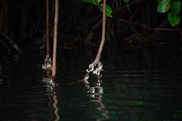 reflection in water reeds in the water mangrove swamp in coveñas colombia by the sea tropical forest at the beach with shells