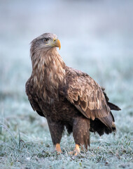 Sticker - Sea eagle or white tailed eagle ( Haliaeetus albicilla)