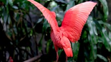 Close Up Of A Red Scarlet Ibis Standing On A Branch And Looking Around . High Quality 4k Footage