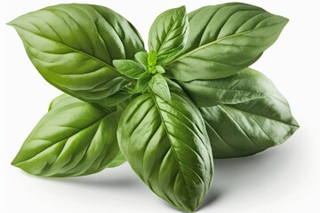 Poster - fresh basil leaves isolated on a white background. Generative AI