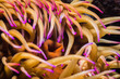 A macro of a False plum anemone underwater (Pseudactinia flagellifera) with an orange body and cream tentacles with mauve tips