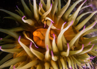Wall Mural - A top view close-up of a False plum sea anemone underwater (Pseudactinia flagellifera) with an orange body and cream tentacles with mauve tips