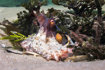 Wall Mural - Common Octopus (Octopus vulgaris) camouflaging itself in front of its den opening