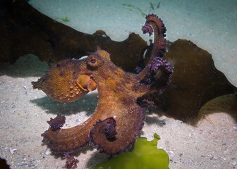 Common Octopus (Octopus vulgaris) camouflaging itself on the sea floor with a piece of kelp twirling its tentacles