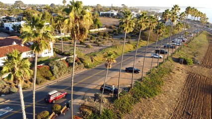 Row of Coastal Palms Encinitas California #2.