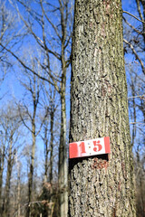 Sticker - propriété bois foret arbre nature environnement planète 