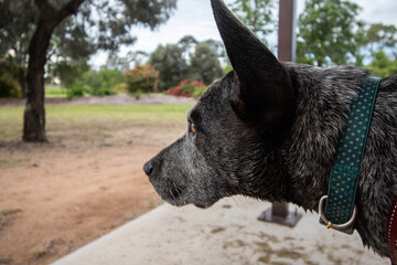 Canvas Print - Blue heeler dog