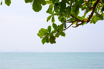 Wall Mural - Tree with sea and blue sky