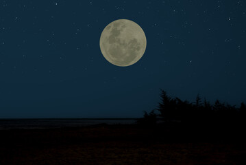 Wall Mural - full moon on the sky with tree branch silhouette.