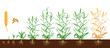 Wheat growth stages. Seed development cycle, agriculture product or farm plant germination phase or sprout cultivation process vector scheme. Wheat or rye ear grow and cultivation progress line