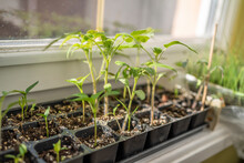 Seedlings On Windows At Home. Growing Vegetables At Home.